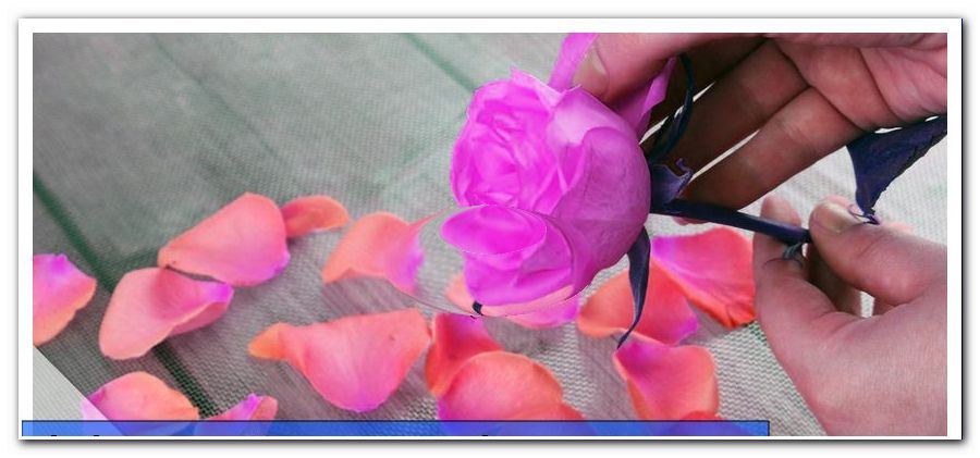 Rose petals dry - this is how you get the color of rose petals