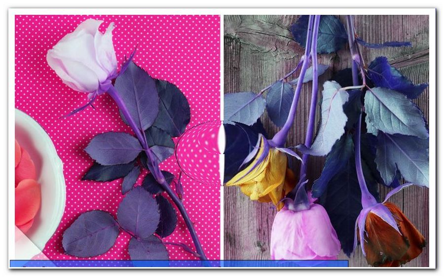 Rosas secas - Dicas e remédios caseiros para preservar - Roupas de bebê de crochê