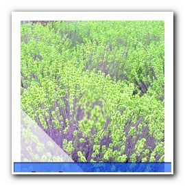 Lavanda, Lavandula angustifolia - Elenco delle varietà di lavanda