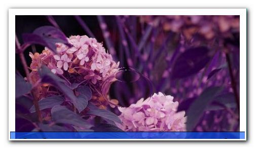 Cutting Hydrangeas - Instructions for Spring and Autumn - general