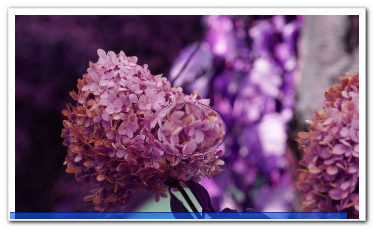 Hydrangea hortensia paniculata, Limelight - συμβουλές φροντίδας