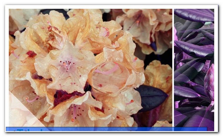 Rhododendron - espèces anciennes et nouveaux hybrides - général