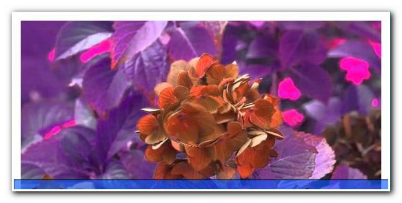 Hortensja wiechowa, Hydrangea paniculata - pielęgnacja i cięcie