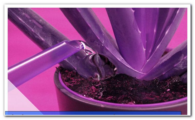 Aloe vera plant - all about the care - general