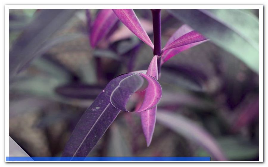 Reenvasado de Oleander: ¿cuándo y cómo?  |  Tiempo, tierra e instrucciones