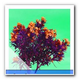 Oleander are frunze galbene, deschise sau uscate - la ce te ajută?