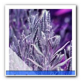 Talvi- ja pakkaskestävä laventeli - parhaat lajikkeet!