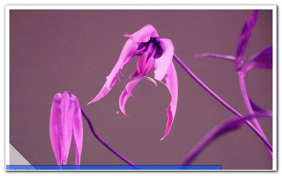 Glory, Gloriosa rothschildiana / superba taç - bakım ve kışlama