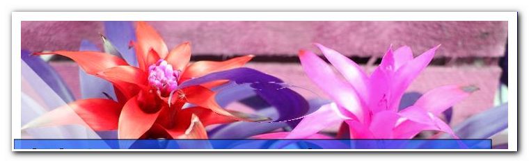 Bromelia, Bromeliads - Care instructions for great flowers - general