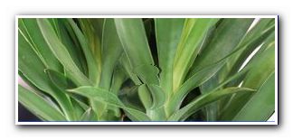 Le palmier à yucca perd des feuilles: 6 causes |  Que faire des feuilles jaunes? - général