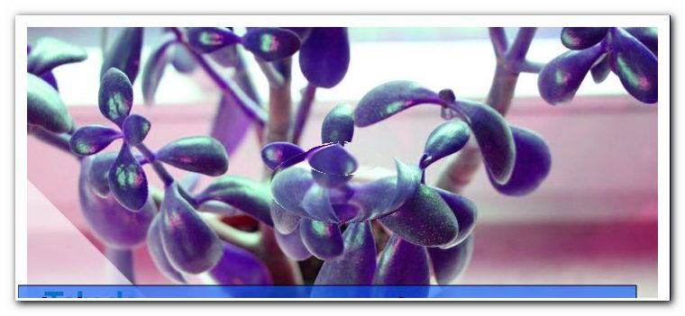 Easy-care indoor plants - 8 flowering and green plants