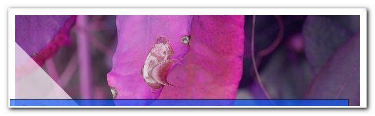 Rododendron - prepoznati in se boriti proti boleznim - splošno