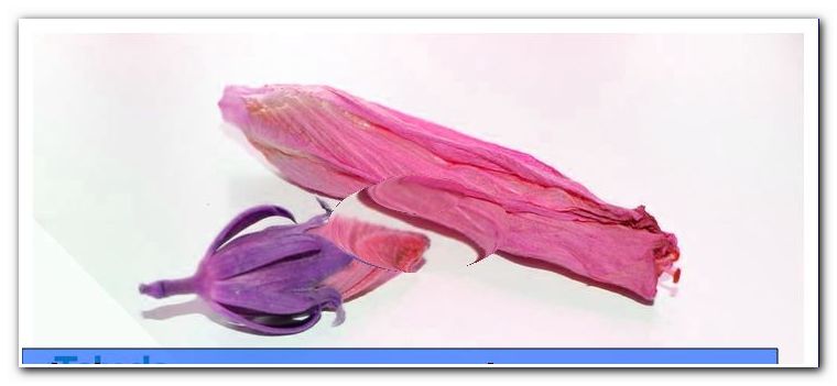 Rasa Hibiscus - propagarea prin semințe și butași