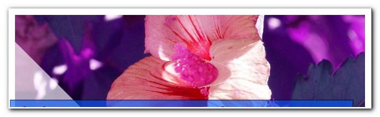À quelle vitesse grandit-il et quelle est la taille d'un hibiscus? - général