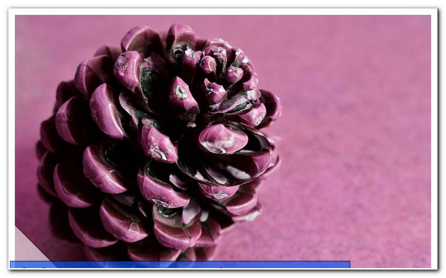 Open pinecone: How to crack it!  |  Are pine nuts edible?